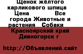 Щенок жёлтого карликового шпица  › Цена ­ 50 000 - Все города Животные и растения » Собаки   . Красноярский край,Дивногорск г.